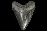 Serrated, Fossil Megalodon Tooth - Monster Meg Tooth! #142362-1